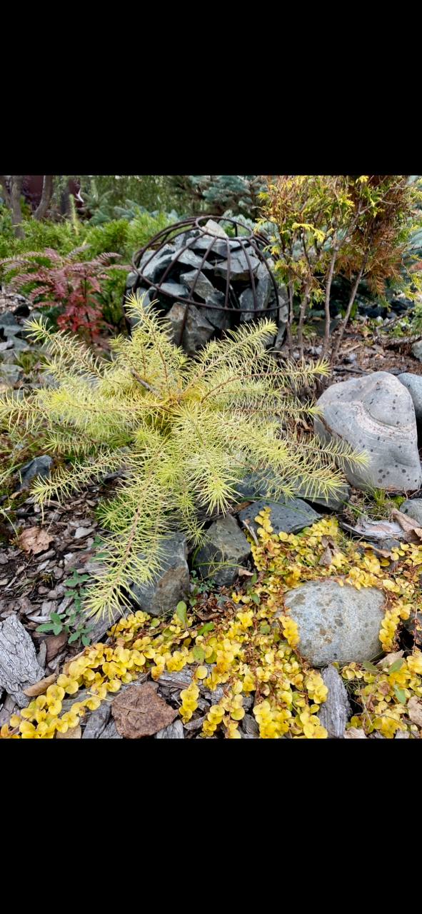 Larix kaempferi 'Summer Fog'