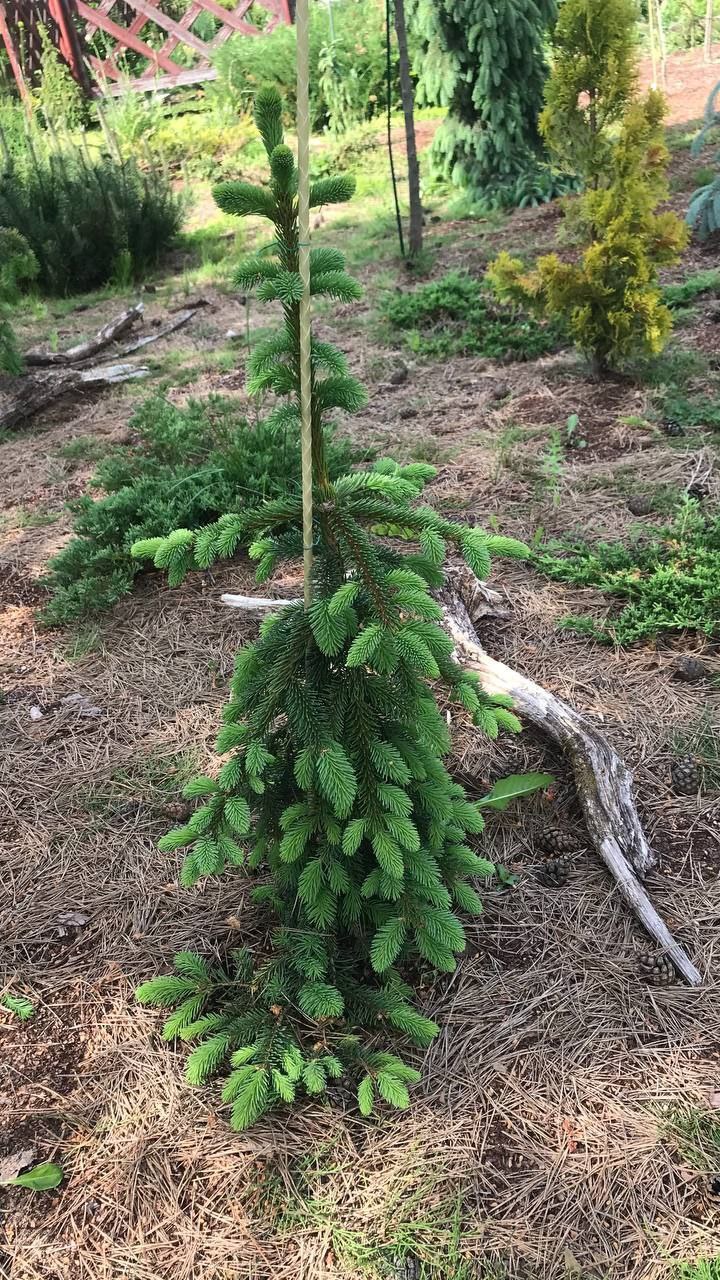 Picea Koyamai 'Bedgebury Cascade'