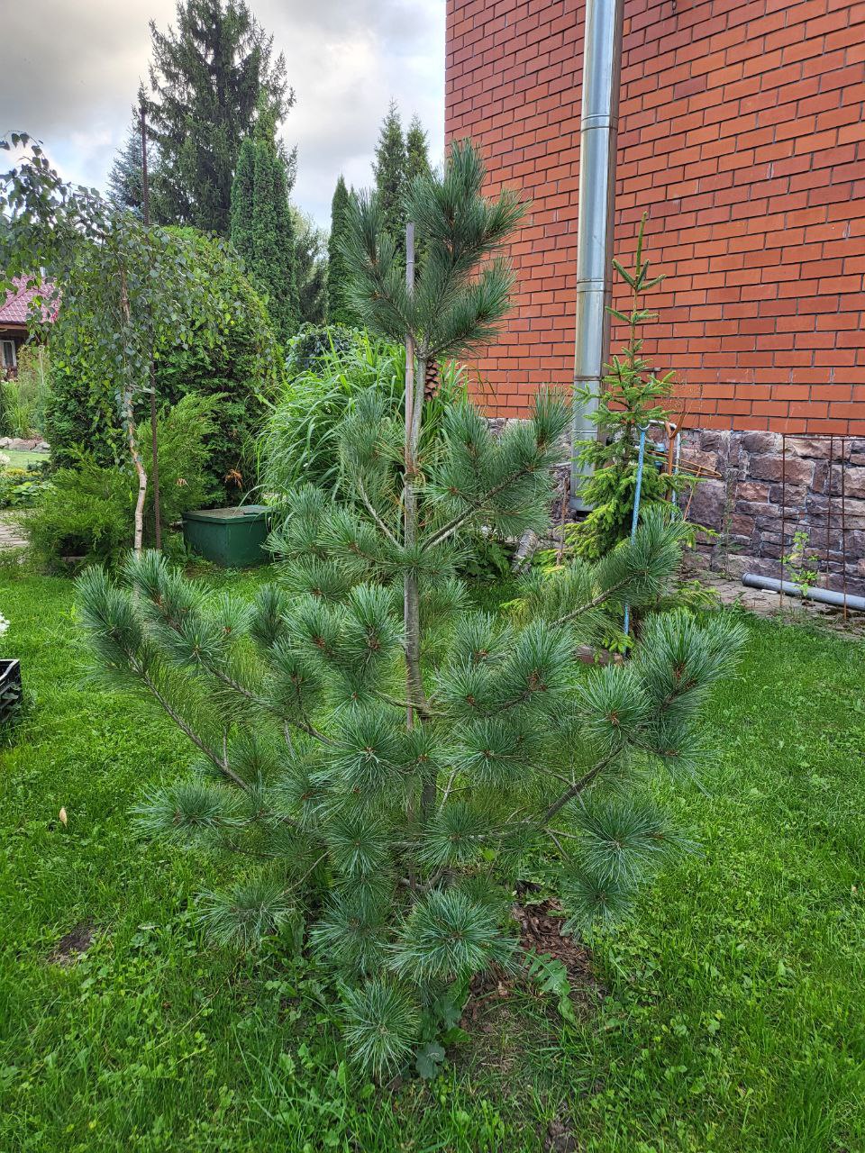 Pinus peuce
