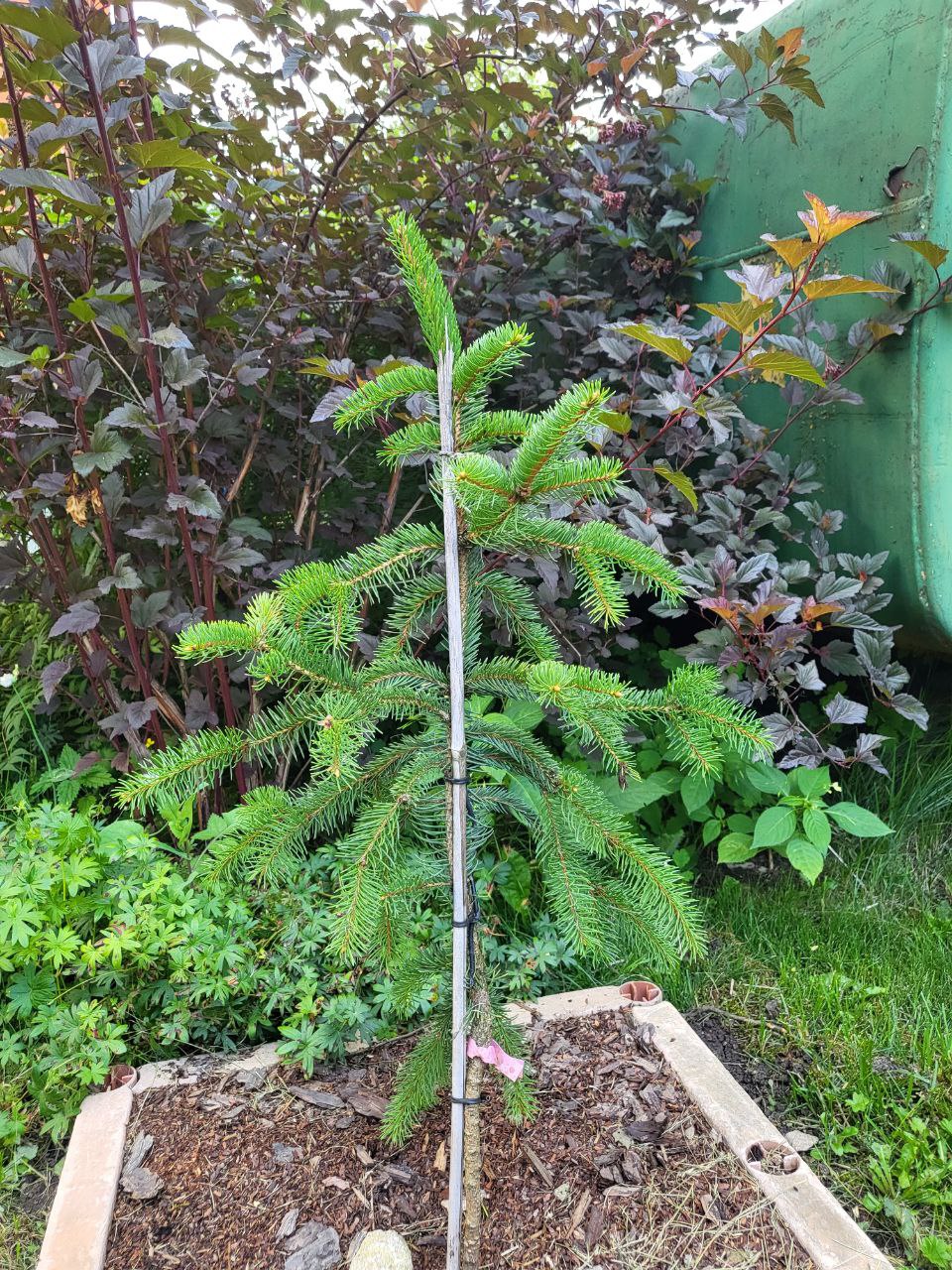 Picea abies 'Cincinata'