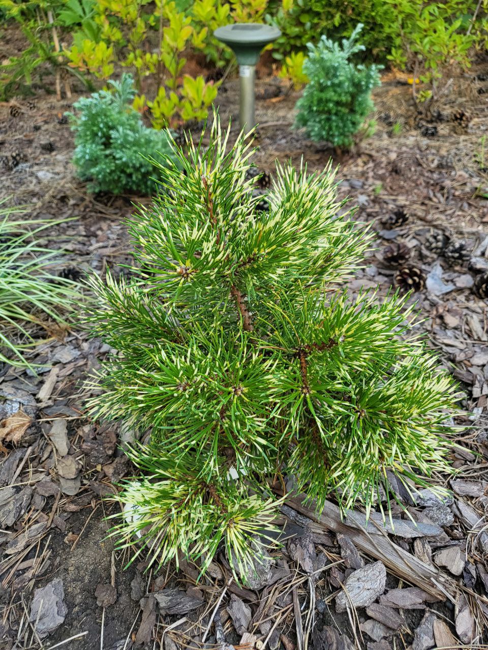 Pinus mugo (uncinata) 'Billabong'
