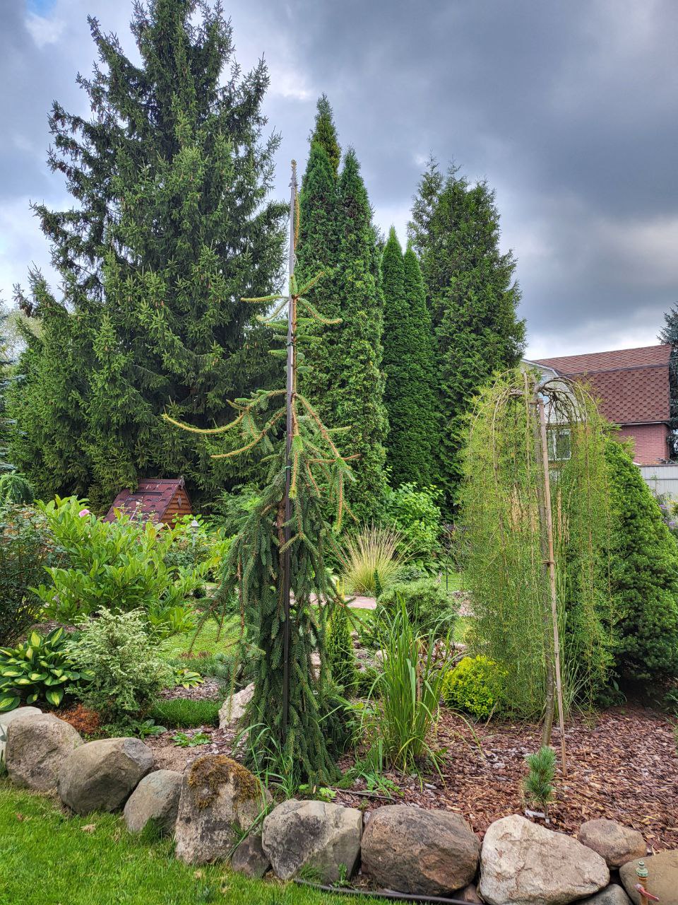 Picea abies 'Inversa'