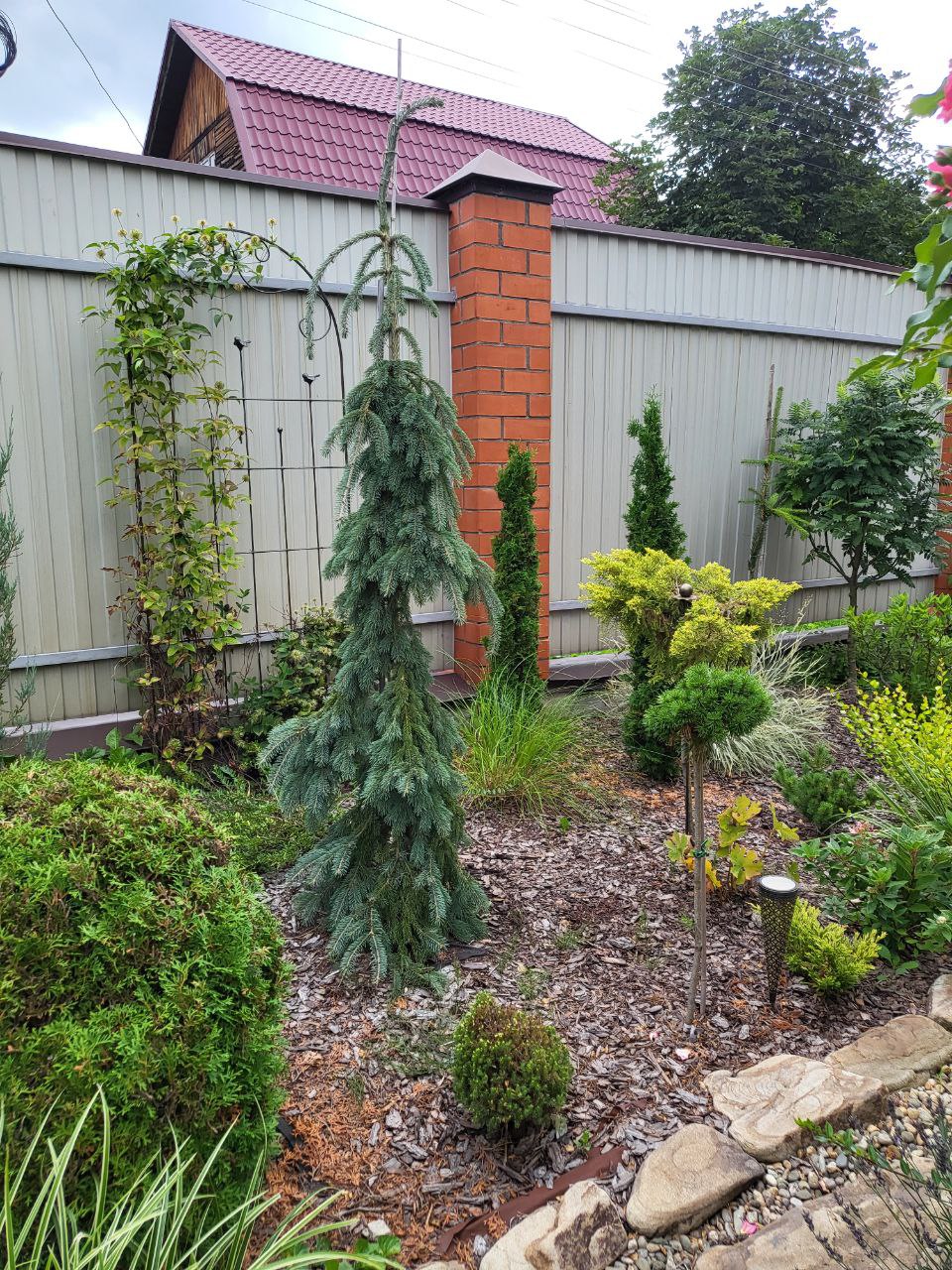 Picea glauca 'Pendula'