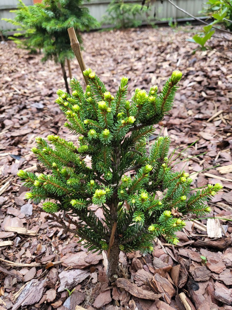 Picea glehnii 'Chitosemaru'