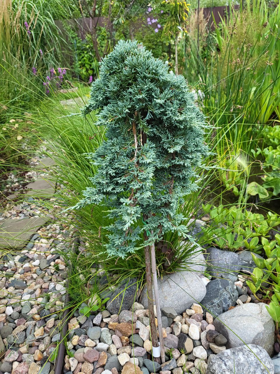Juniperus horizontalis 'Ice Blue'
