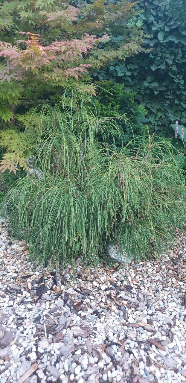 Thuja plicata Whipcord