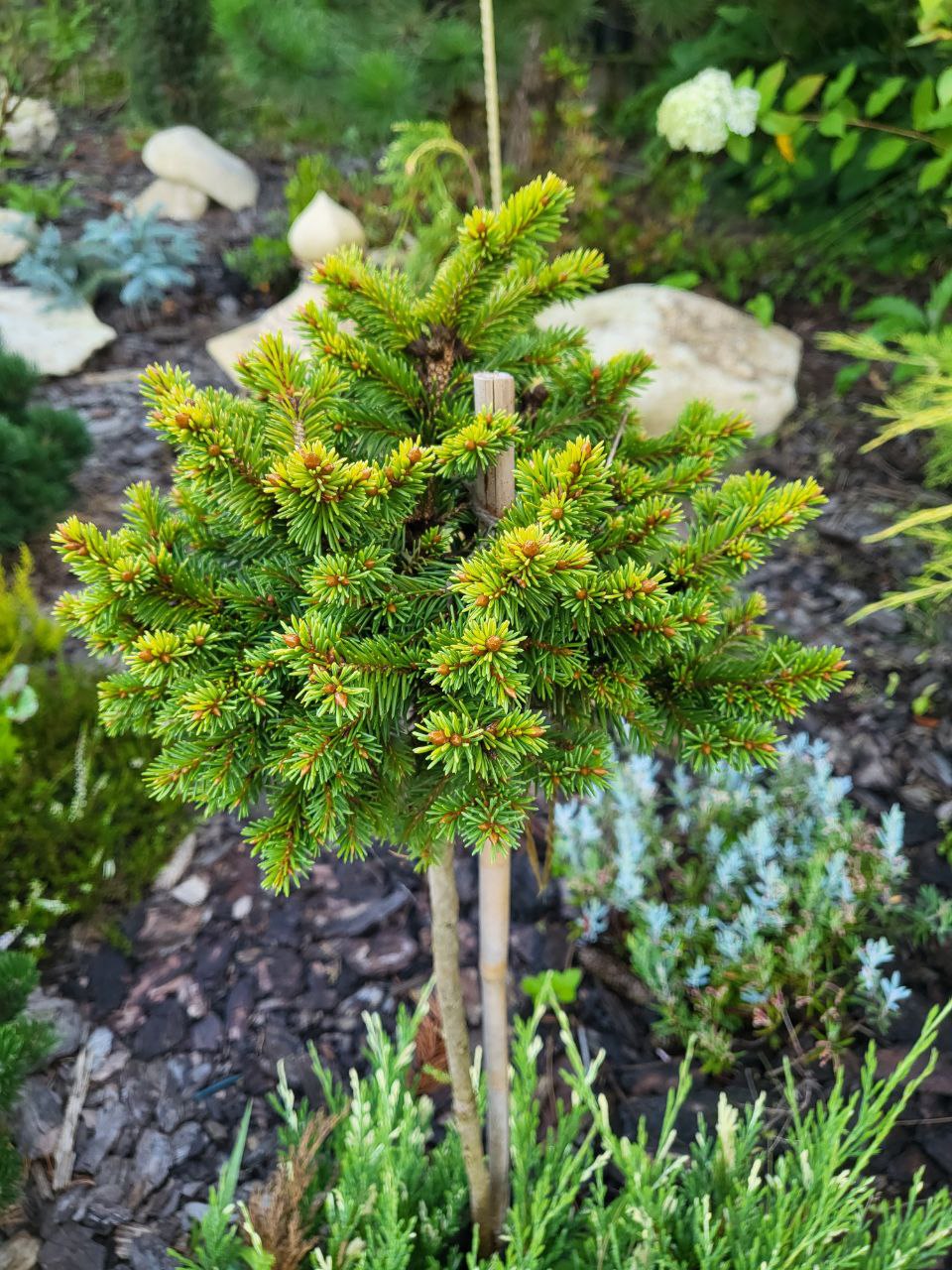 Picea abies 'Gold Nugget'