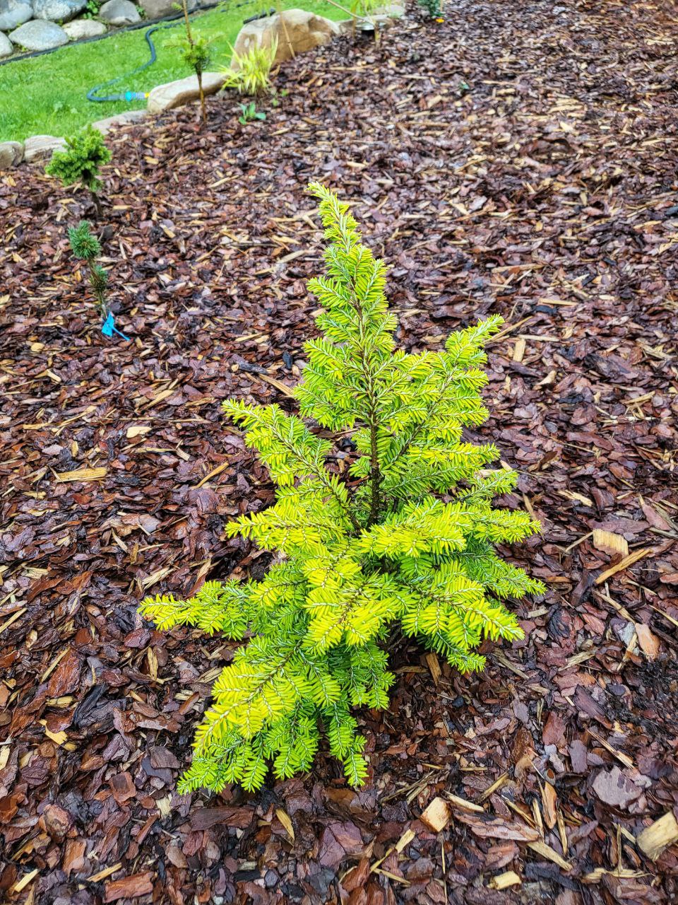 Tsuga canadensis 'Everitt's Golden'