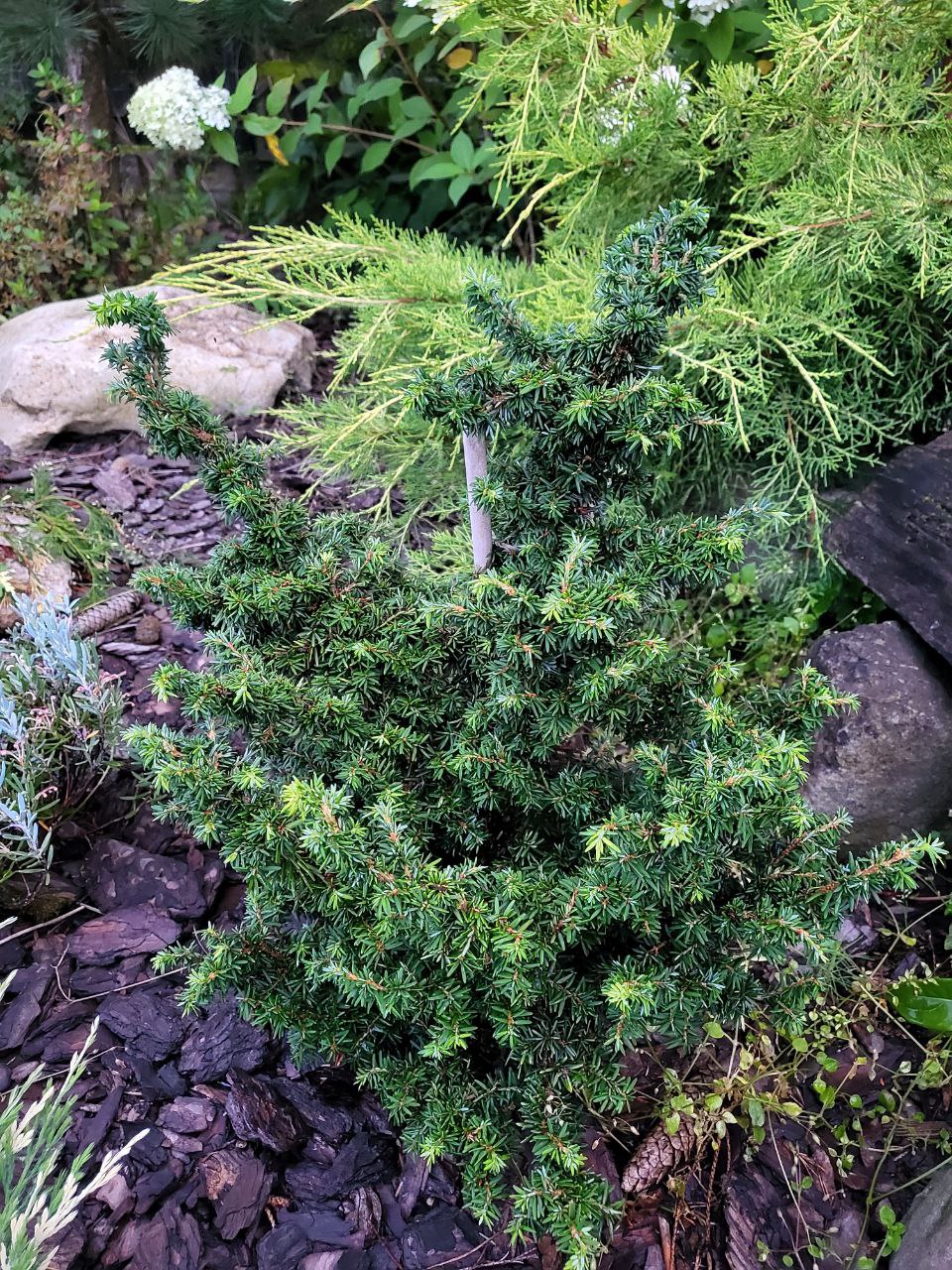 Tsuga canadensis 'Jervis'