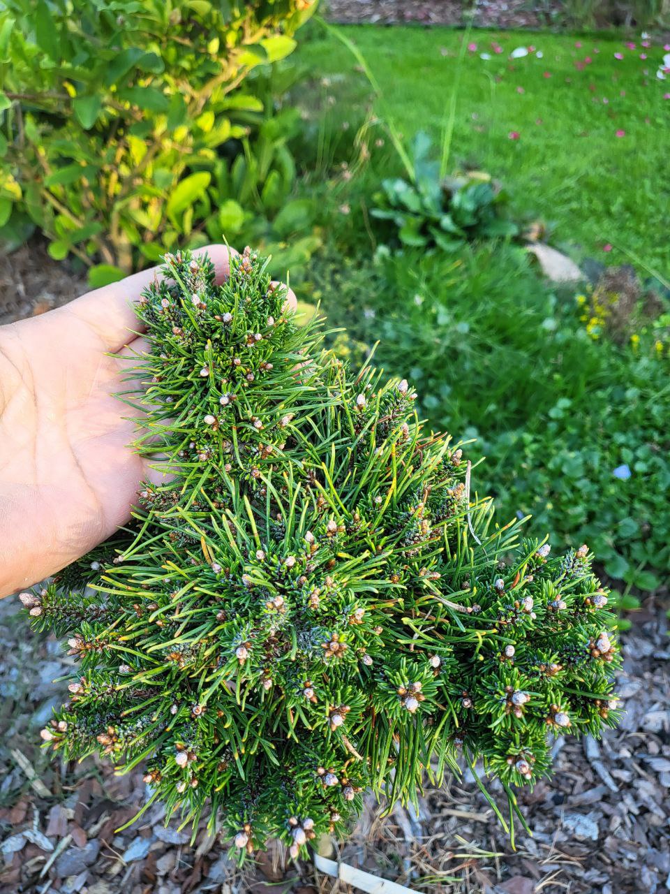 Pinus mugo 'Humpy Filip'