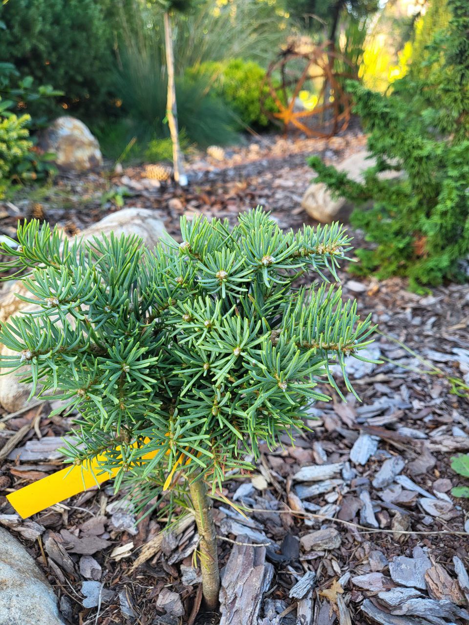 Abies concolor 'Spala'