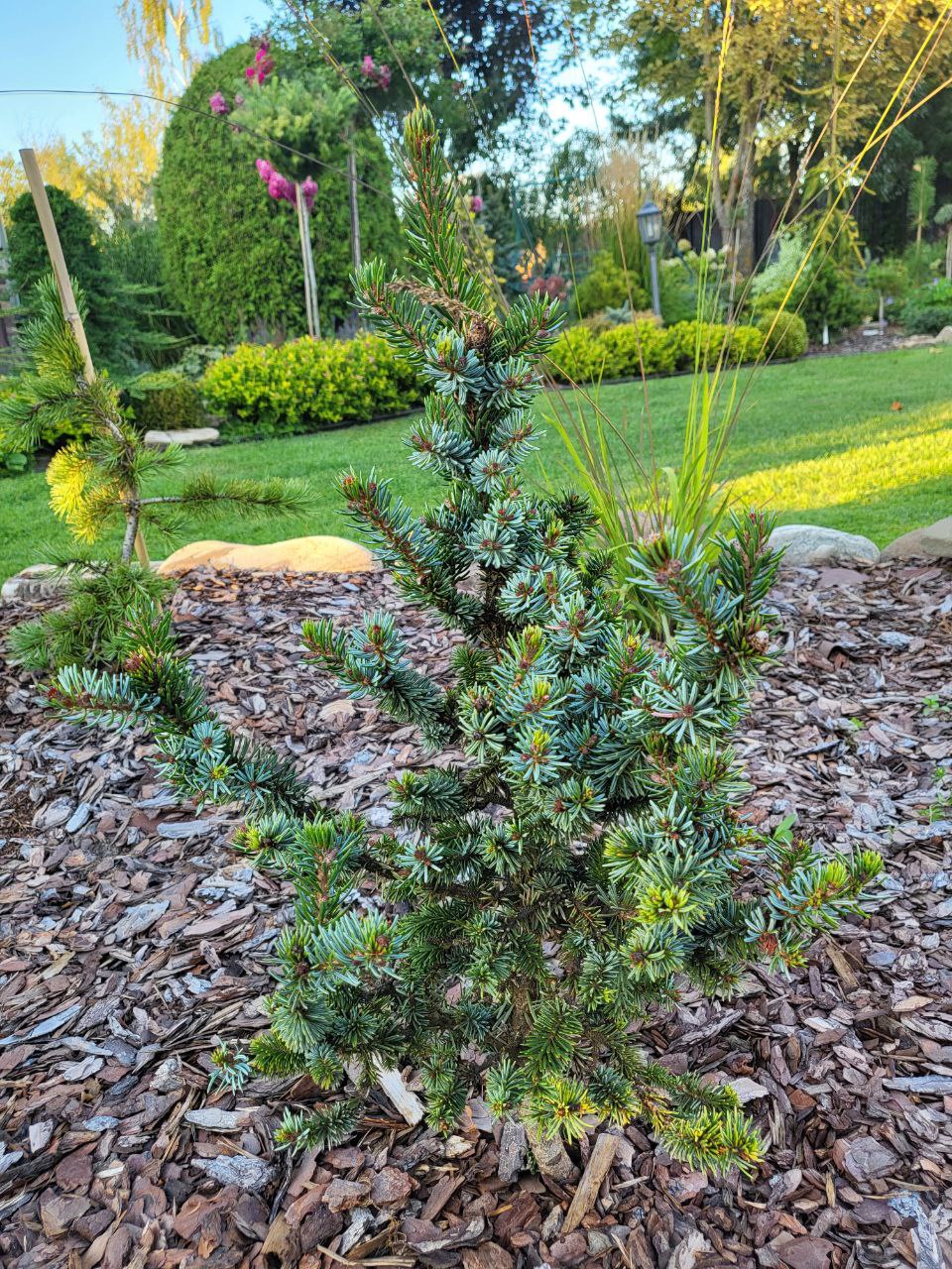 Picea omorika 'De Ruyter '