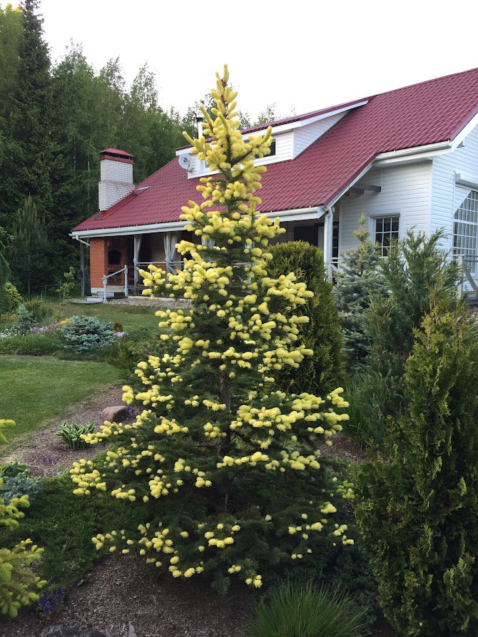 Picea pungens ‘Maigold’