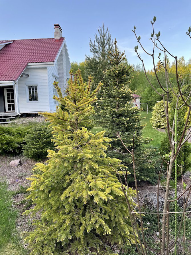 Picea abies ‘Aurea Magnifica’