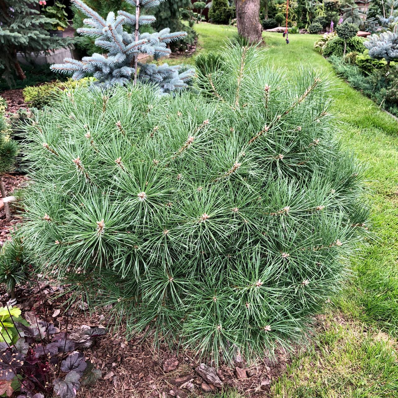 Pinus sylvestris 'Bexel WB SDL'