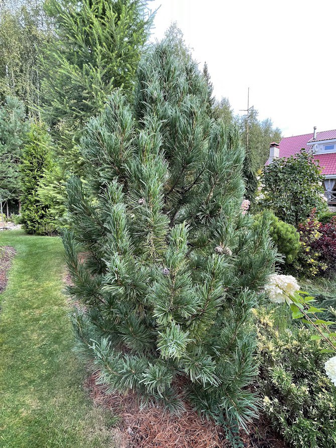 Pinus cembra ‘Compacta Glauca’