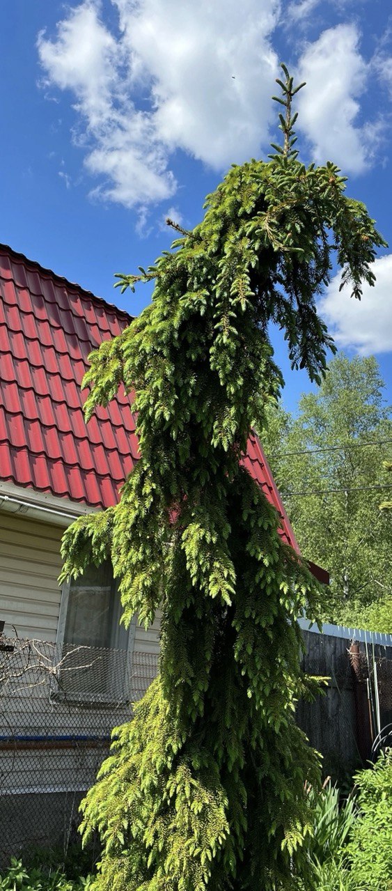 Picea omorika ‘Pendula Bruns’