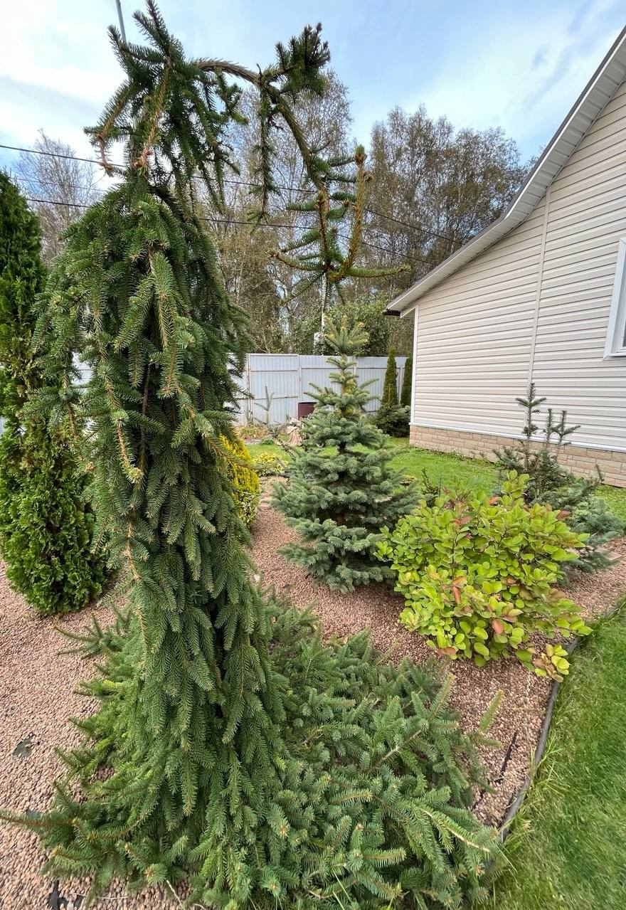Picea abies ‘Inversa’