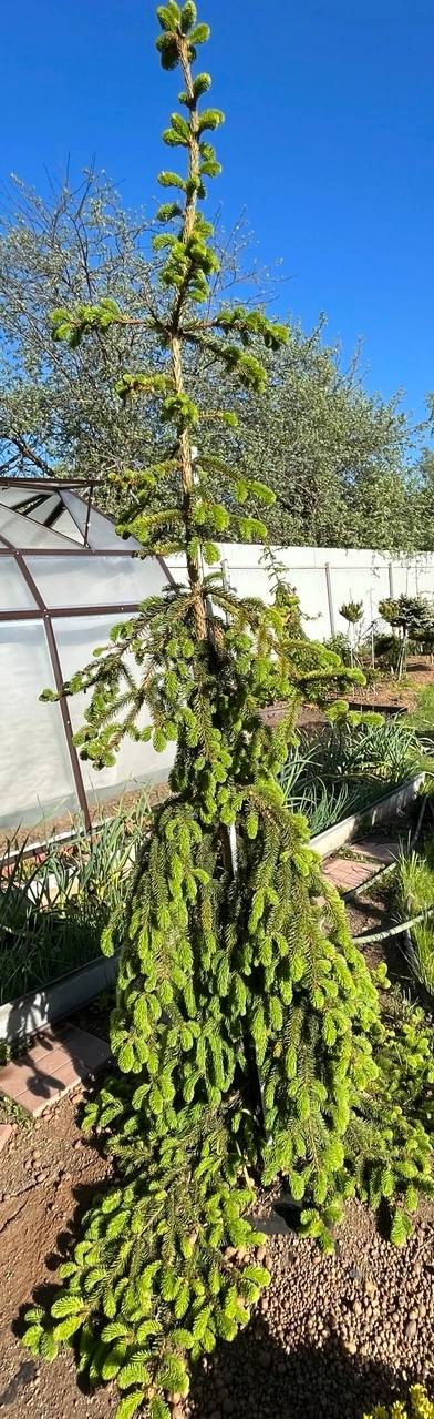 Picea abies ‘Reflexa’