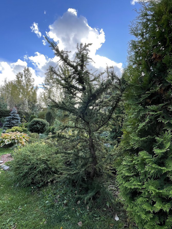 Larix kaempferi ‘Little Bogle’