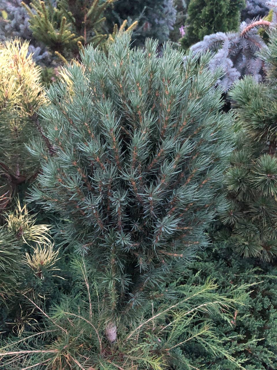 Larix sibirica ‘Jozhik’