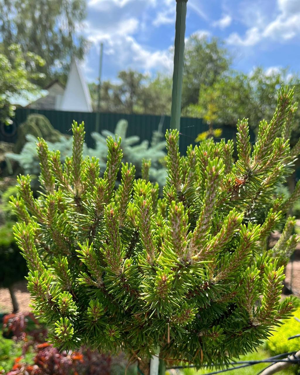 Pinus banksiana ‘Winnipeg’