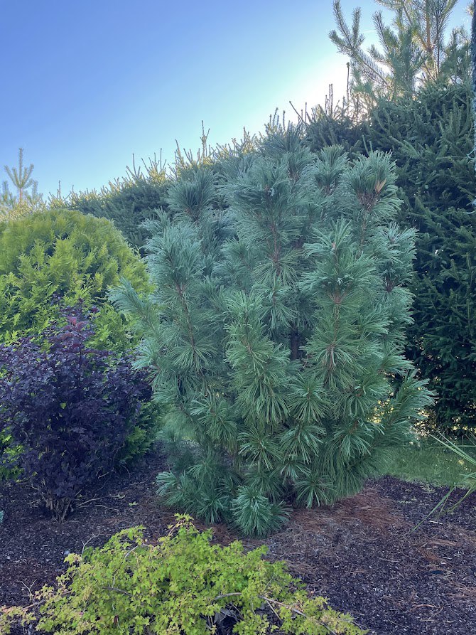 Pinus pumila ‘Glauca’