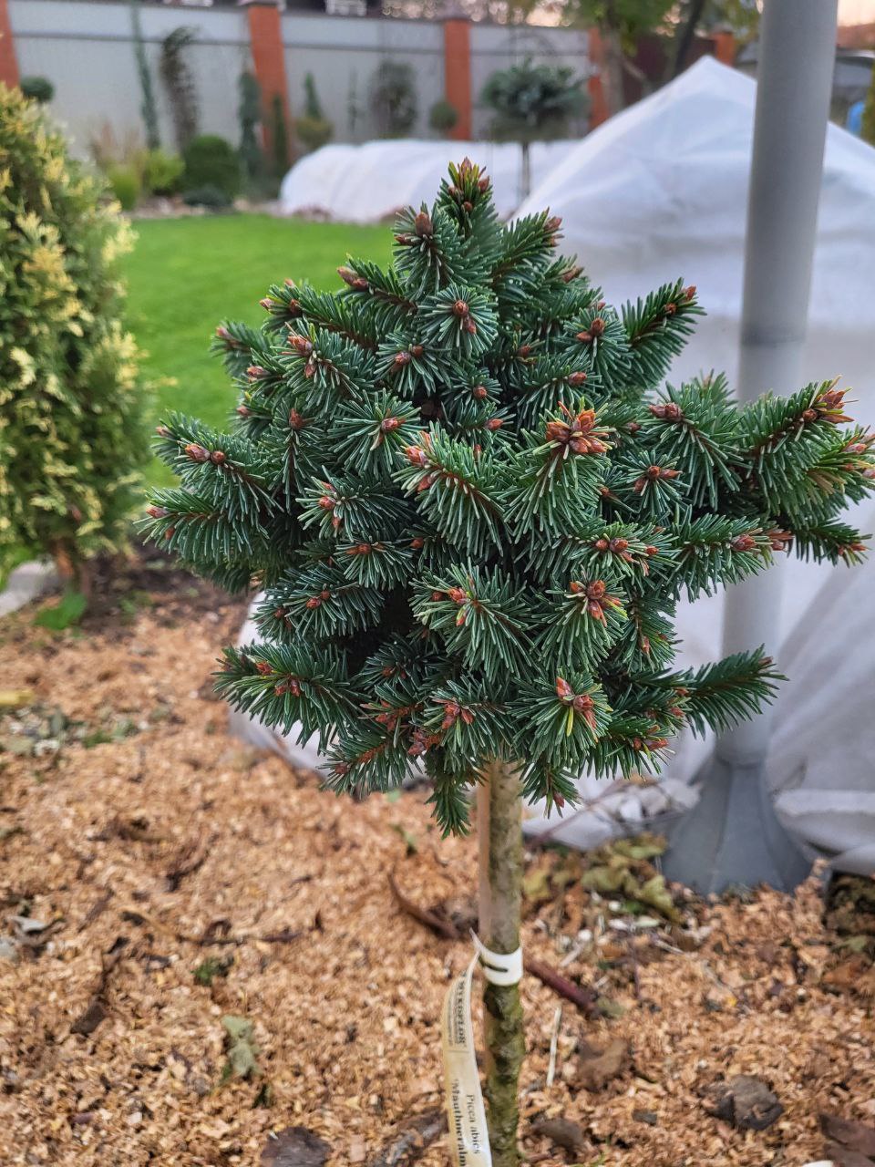 Picea abies 'Mauthneralm'