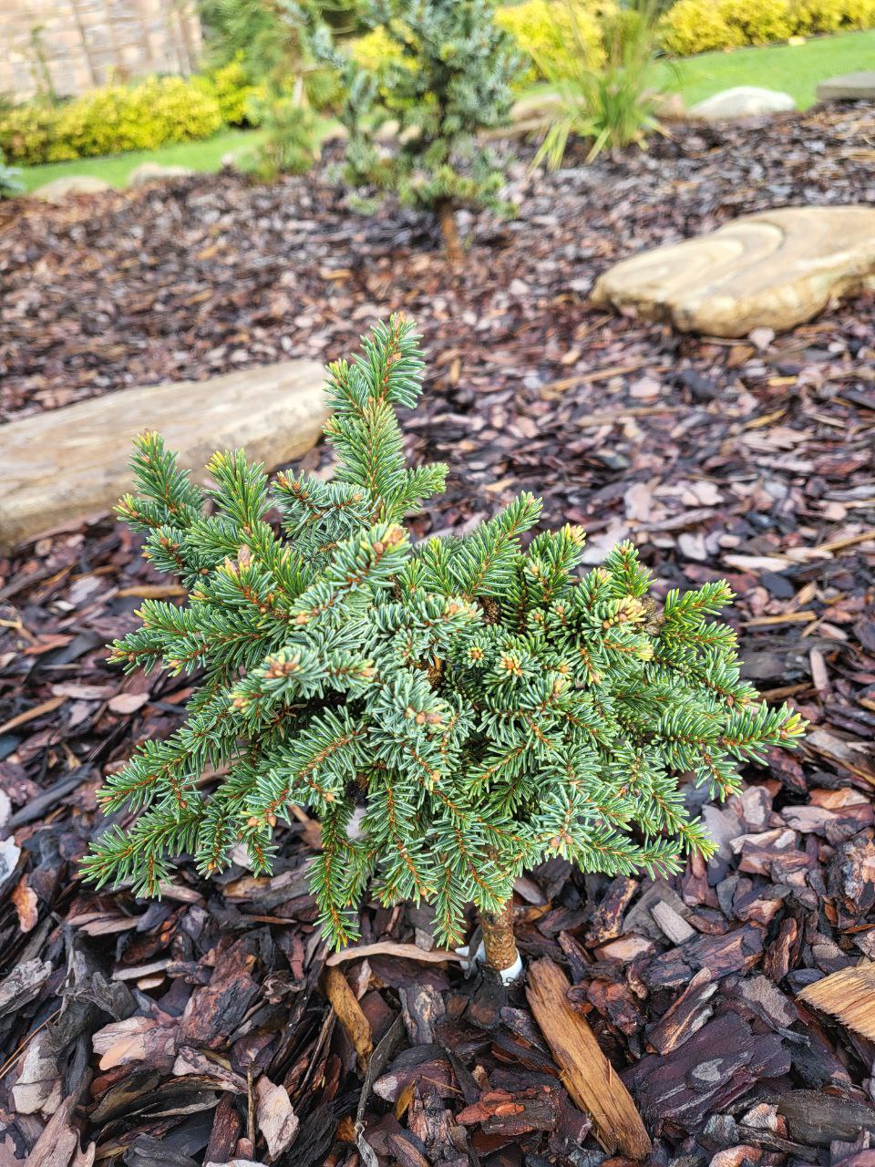 Picea abies 'Cinovec'