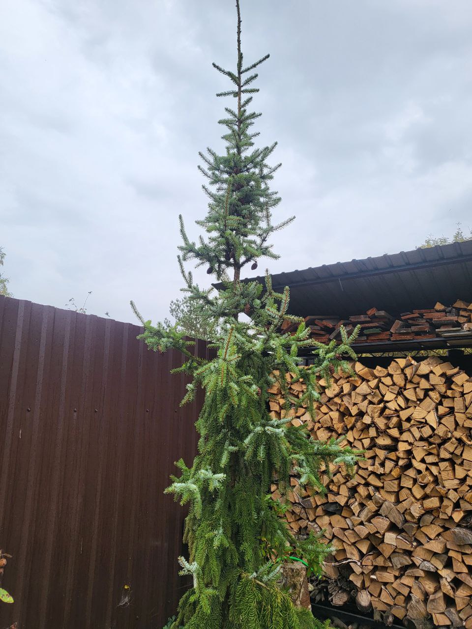 Picea omorika 'Pendula'