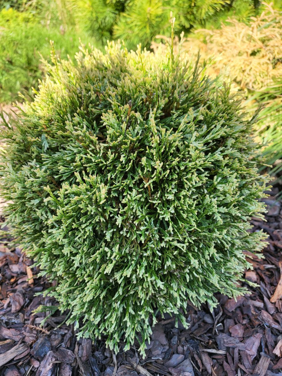 Thuja occidentalis 'Miss Frosty'