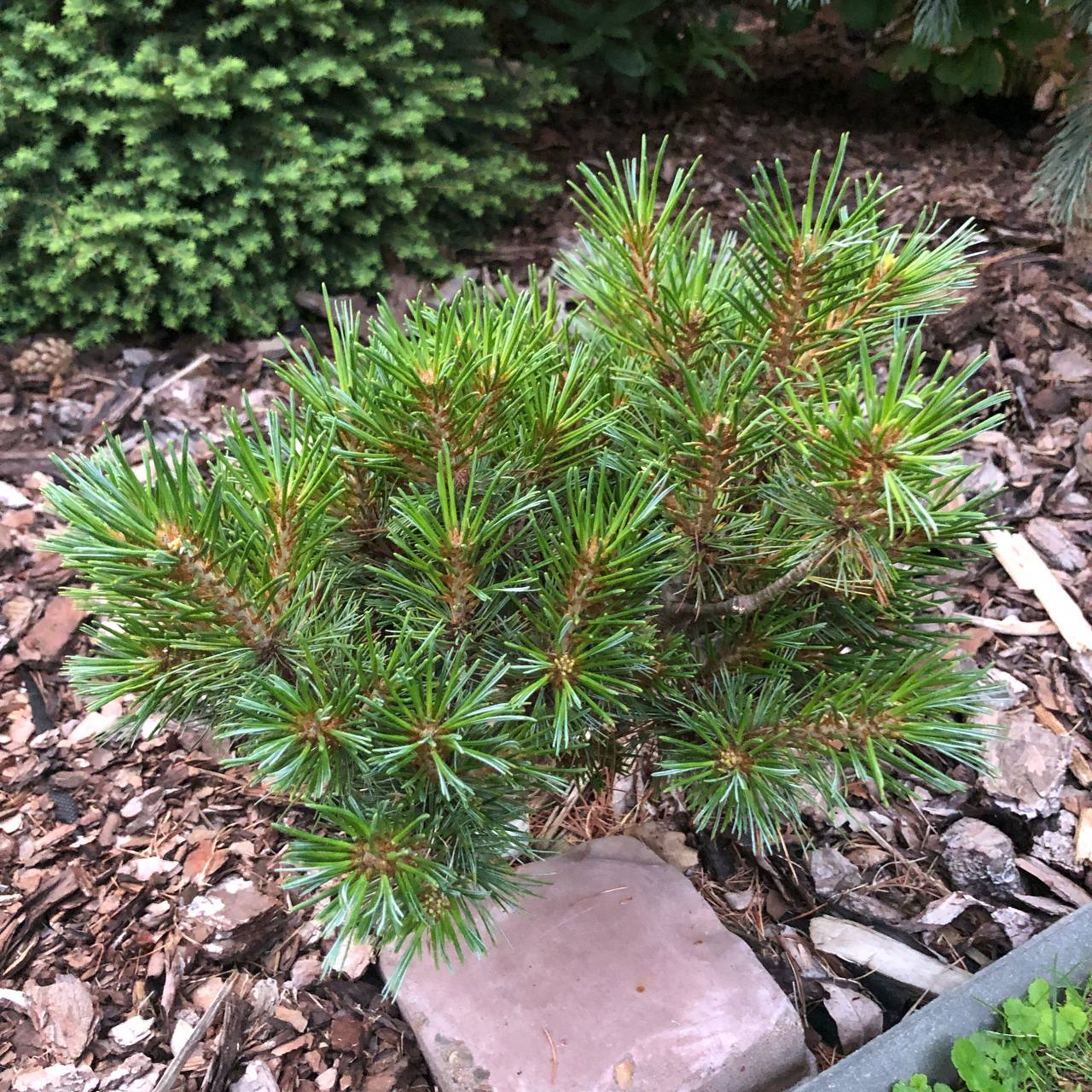 Pinus strobus 'Kruger's Liliput'