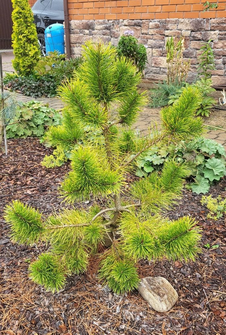 Pinus contorta 'Chief Joseph'