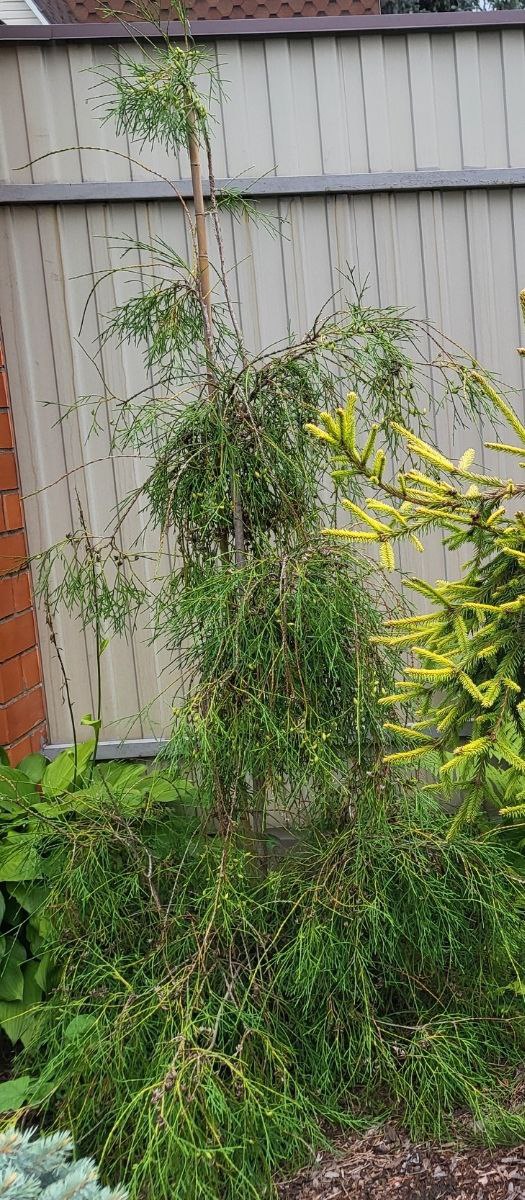 Thuja occidentalis 'Filiformis'