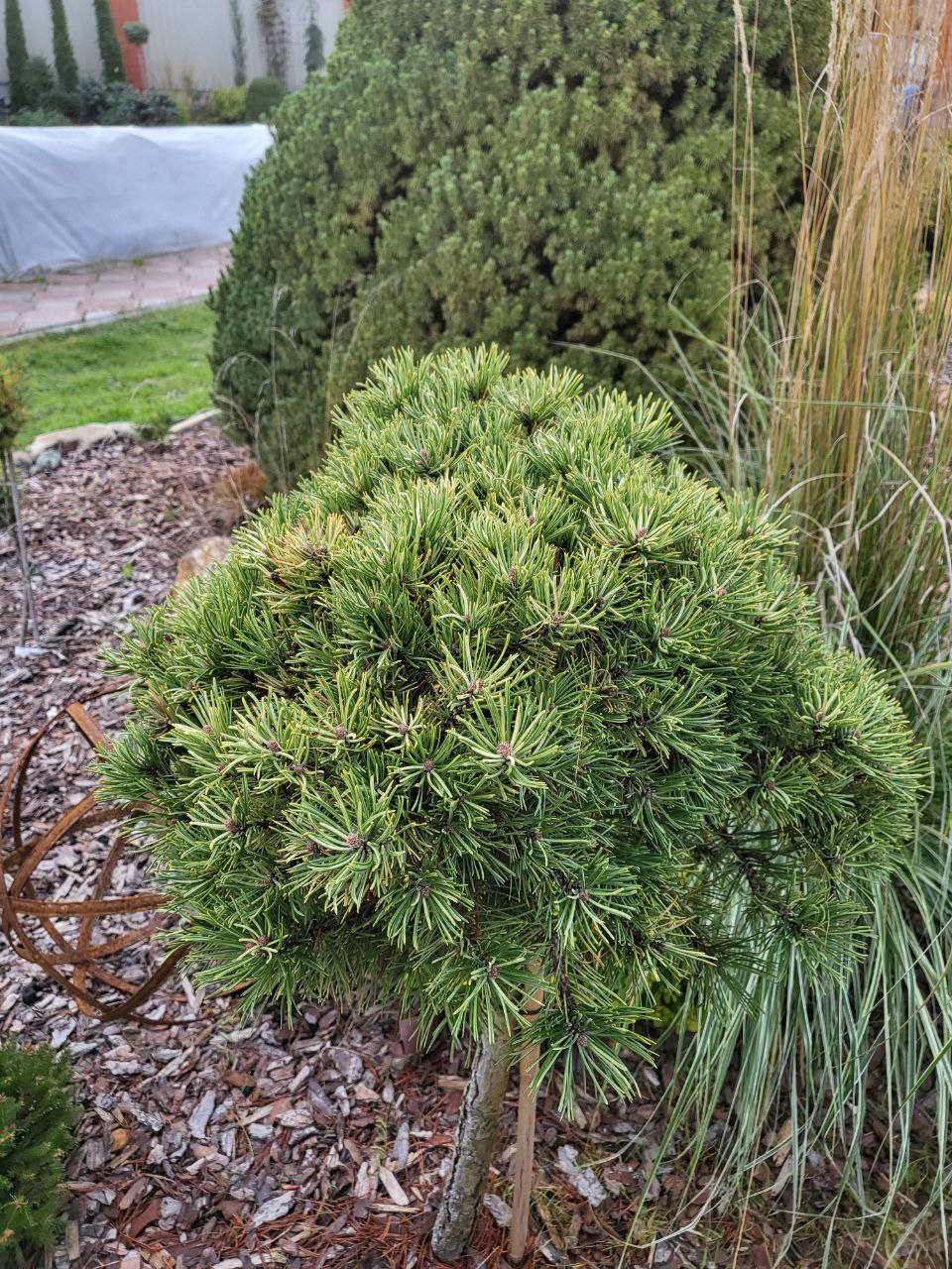 Pinus mugo 'Milky Way'