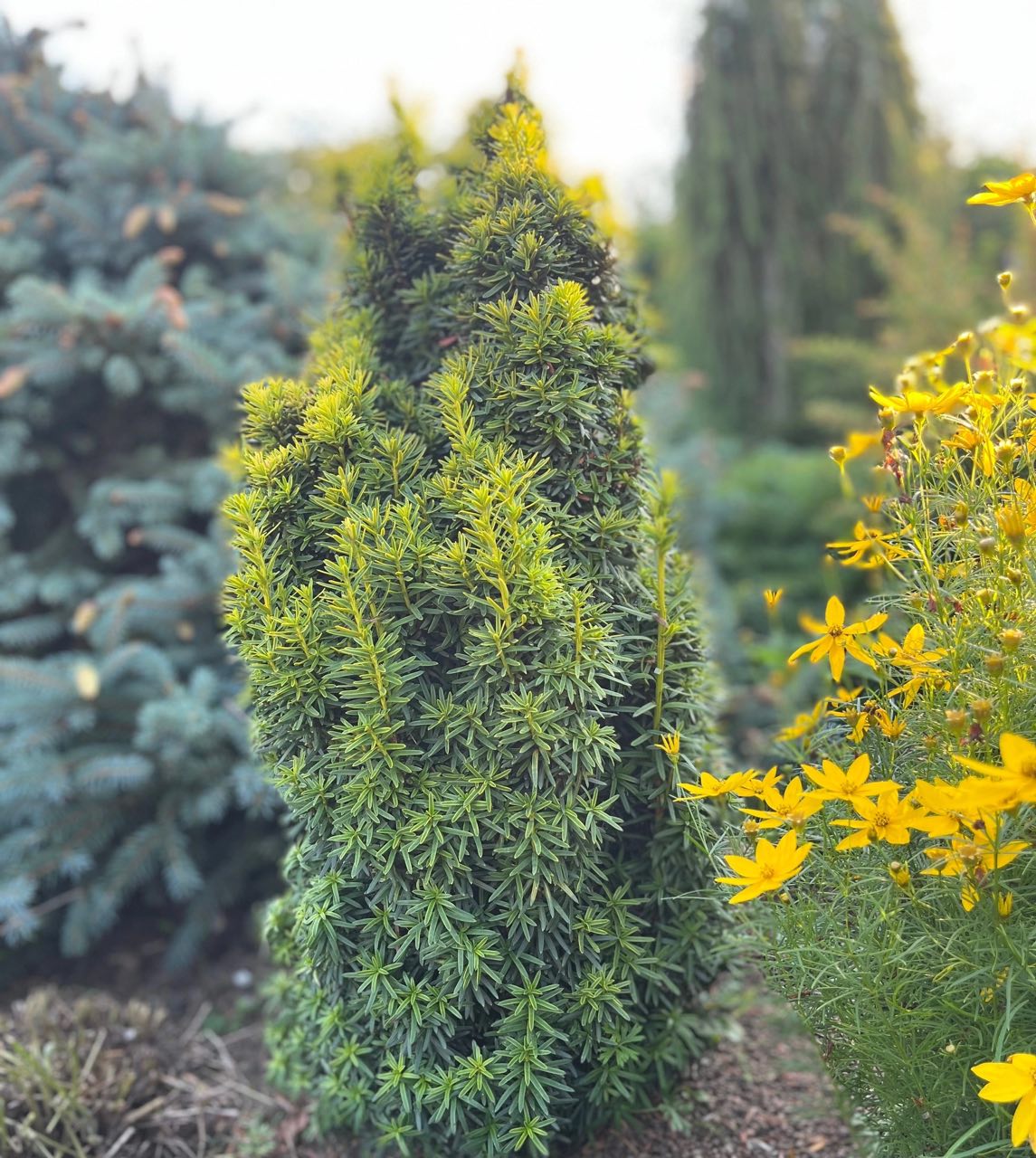 Taxus baccata 'David'