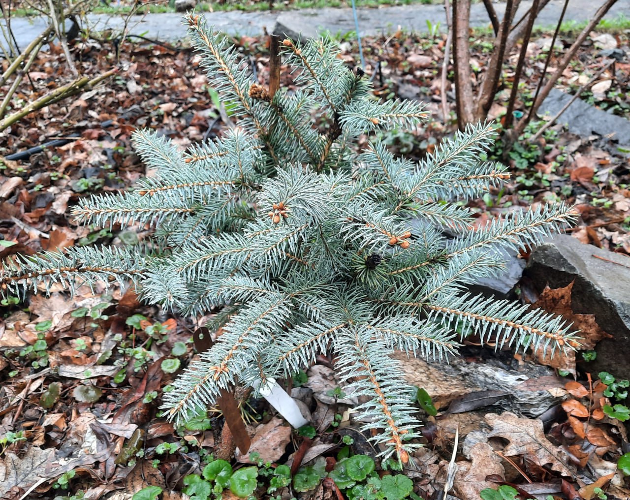 Picea pungens 'Ruby Teardrops'