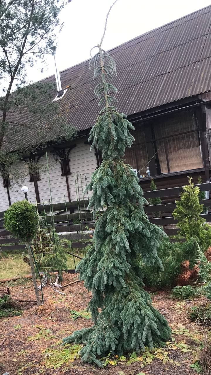 Picea glauca 'Pendula'