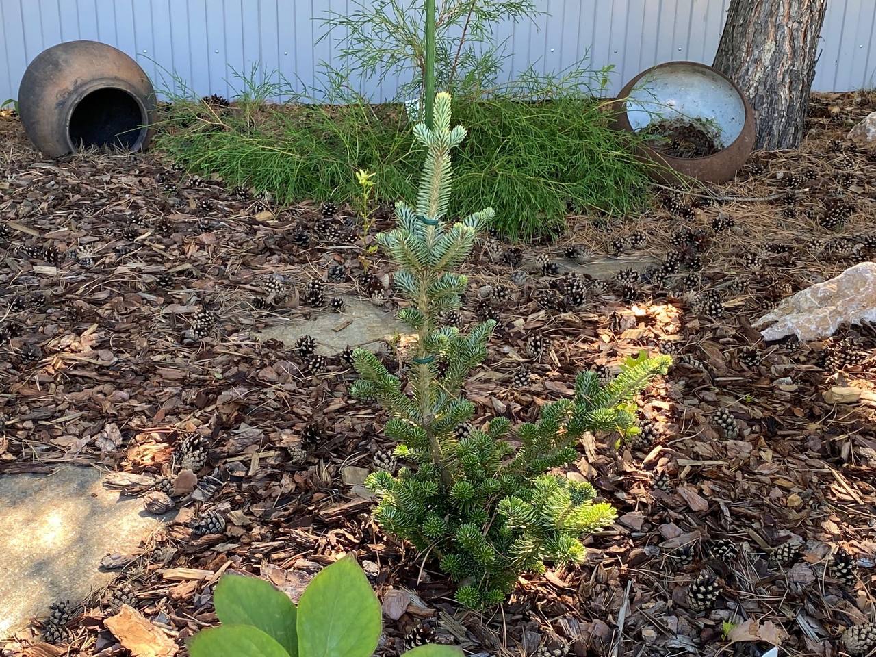 Abies fraseri ‘Piramidalis Compacta’