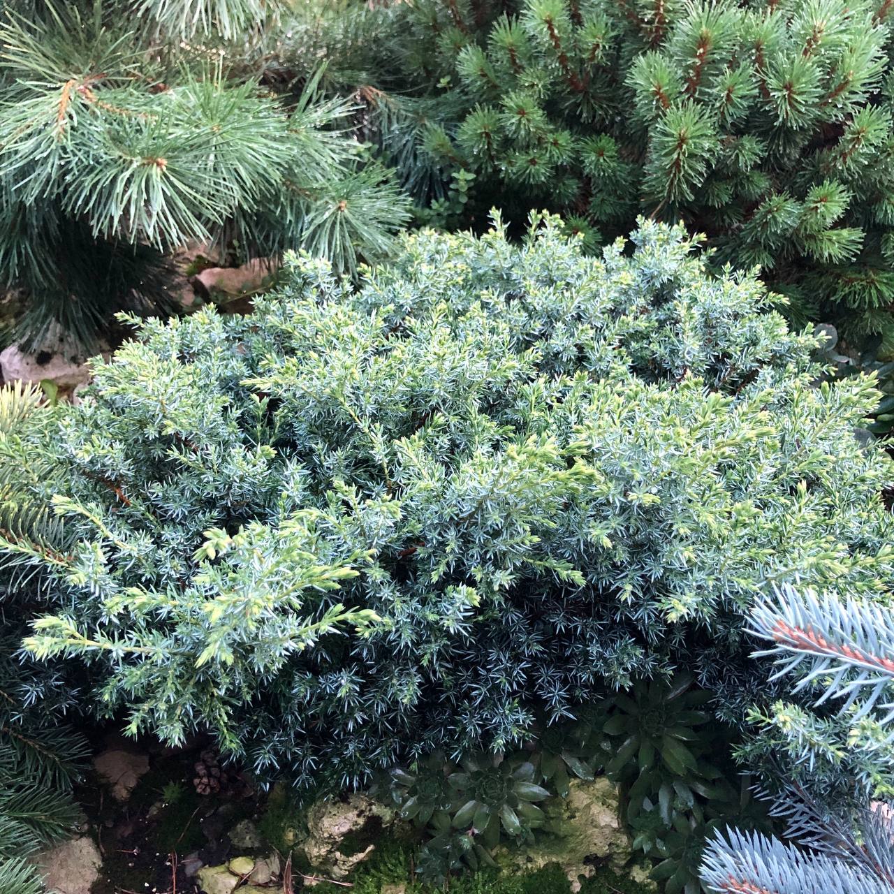 Juniperus communis 'Berkshire'