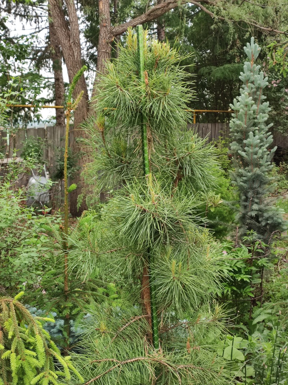 Pinus sylvestris 'Anny's Wintersun'
