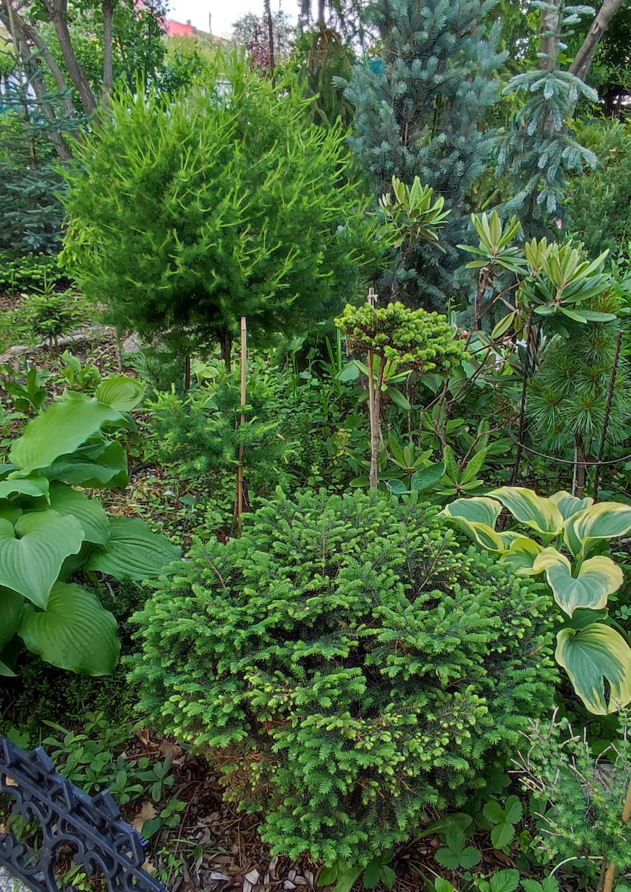 Picea mariana 'Karel'