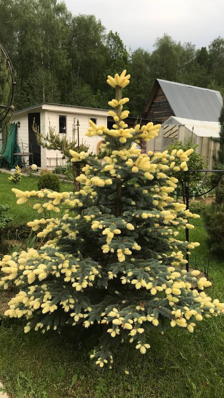 Picea pungens 'Bialobok'