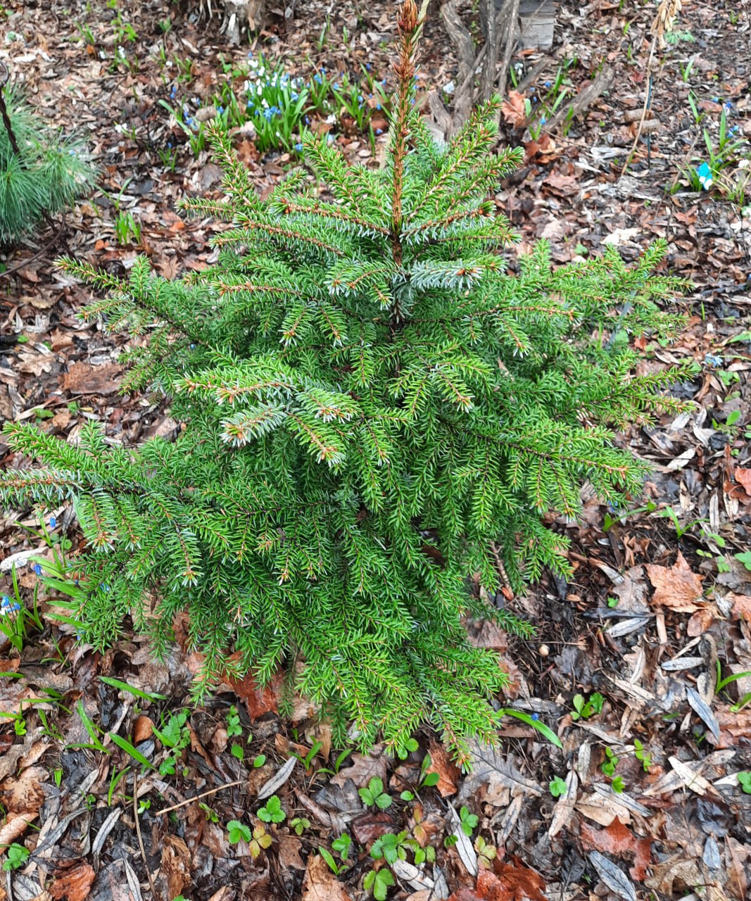 Picea omorika 'Frohnleiten'