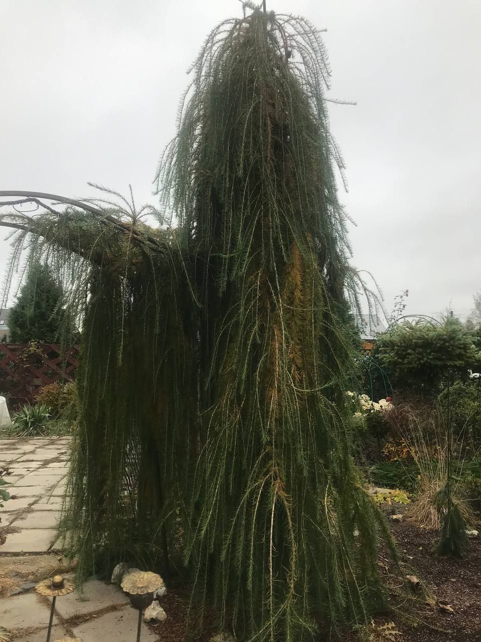 Larix decidua 'Pendula'
