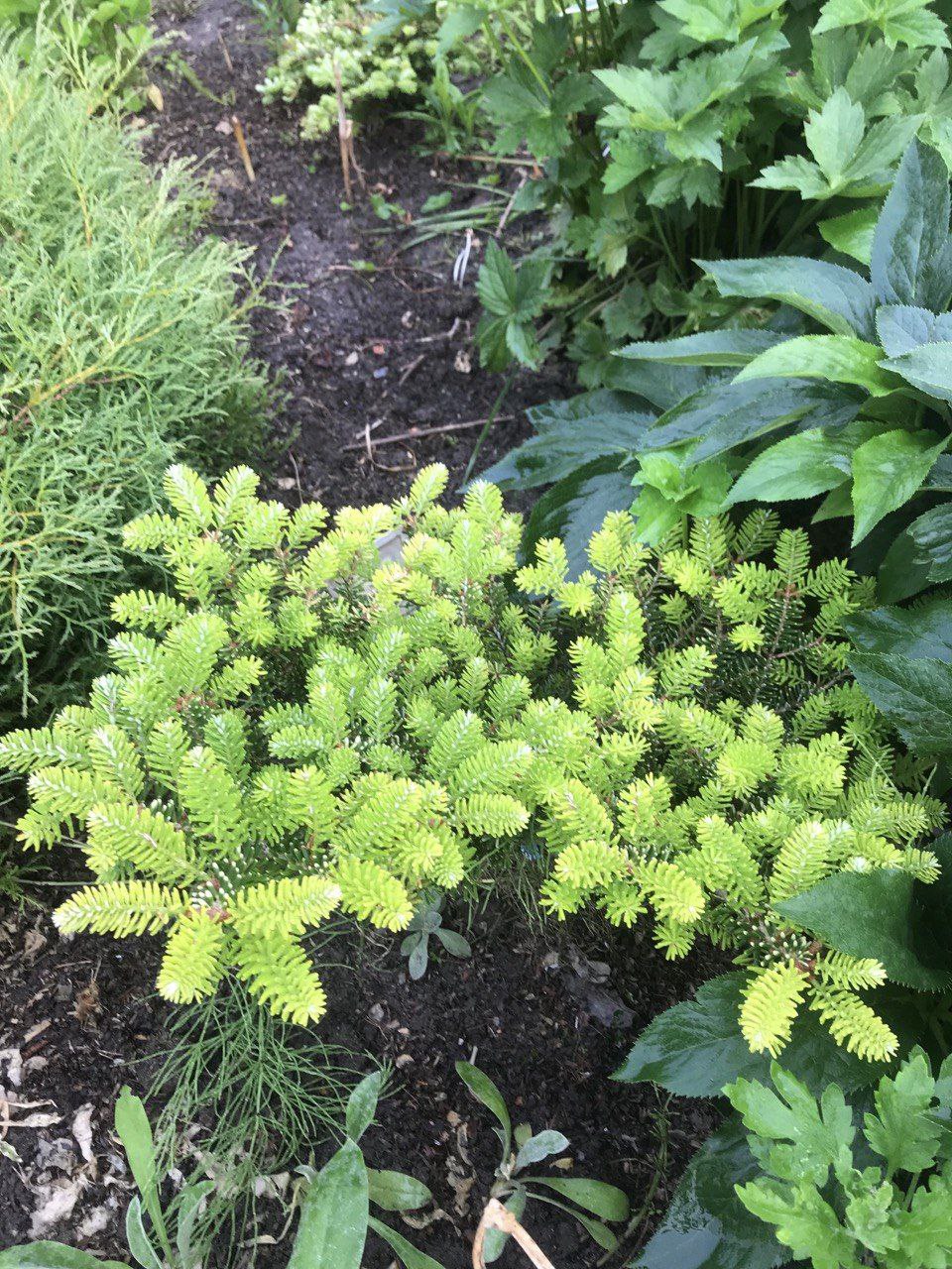 Abies koreana 'Aurea'
