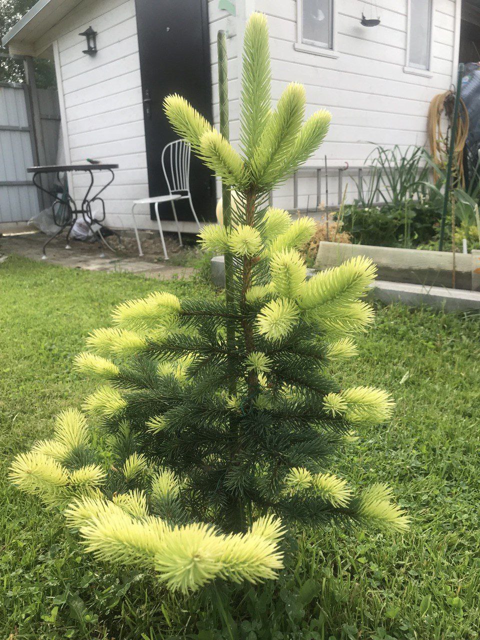Picea pungens 'Gebelle's Golden Spring'