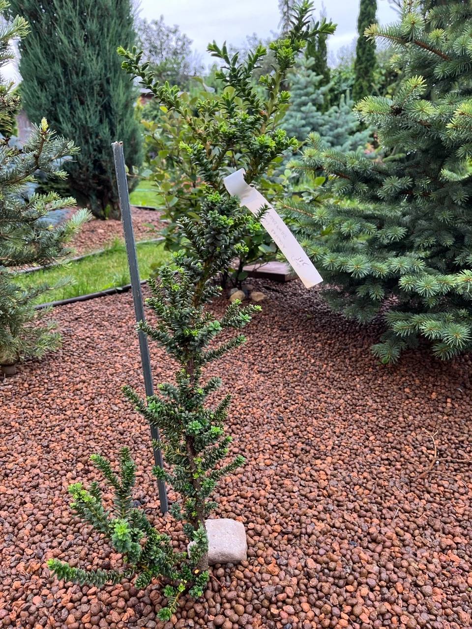 Taxus cuspidata ‘Amersfoort’