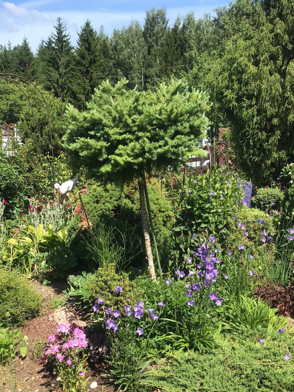 Larix kaempferi 'Blue Dwarf'