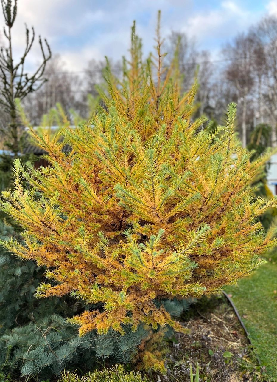 Larix kaempferi ‘Blue Dwarf’